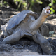 Lonesome George